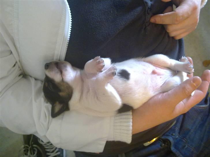 Dansk svensk gaardhund Hannibal billede 7