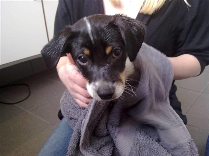 Dansk svensk gaardhund Hannibal - Lige været i bad :) billede 8