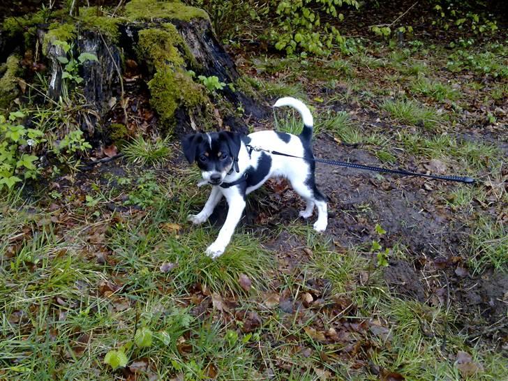 Dansk svensk gaardhund Hannibal - Første gang i hundeskoven i Skørping :) billede 9