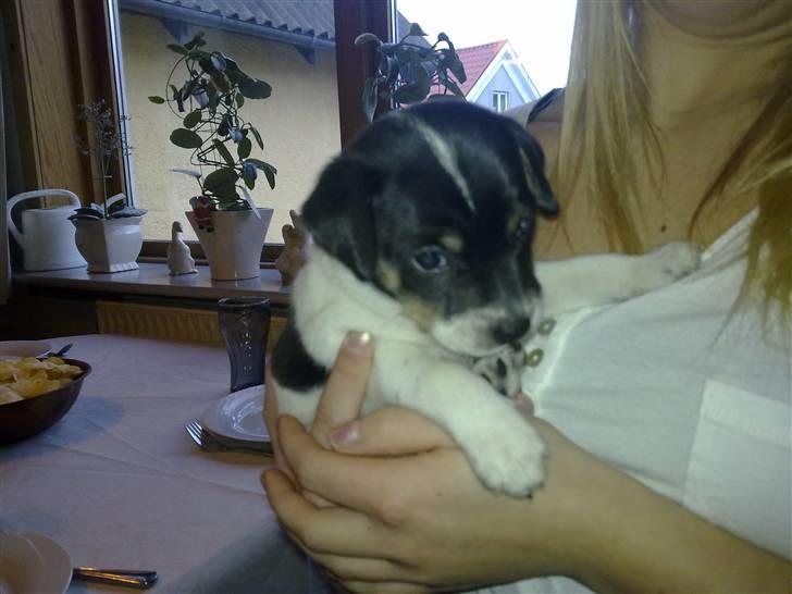 Dansk svensk gaardhund Hannibal billede 10