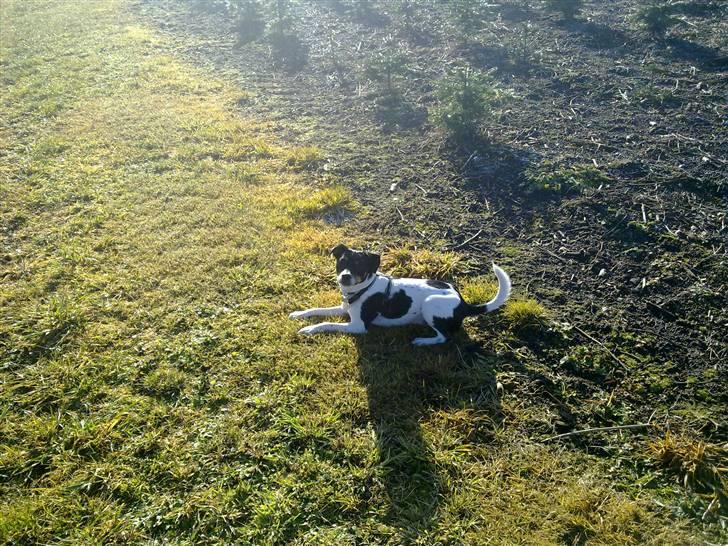 Dansk svensk gaardhund Hannibal billede 11