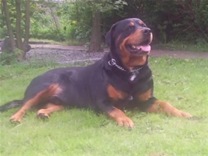Rottweiler Buzz - Charmetrolden <3 R.I.P himmelhund) billede 20