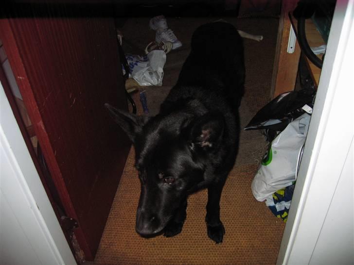 Schæferhund Isi <3 R.I.P ;´/ billede 2