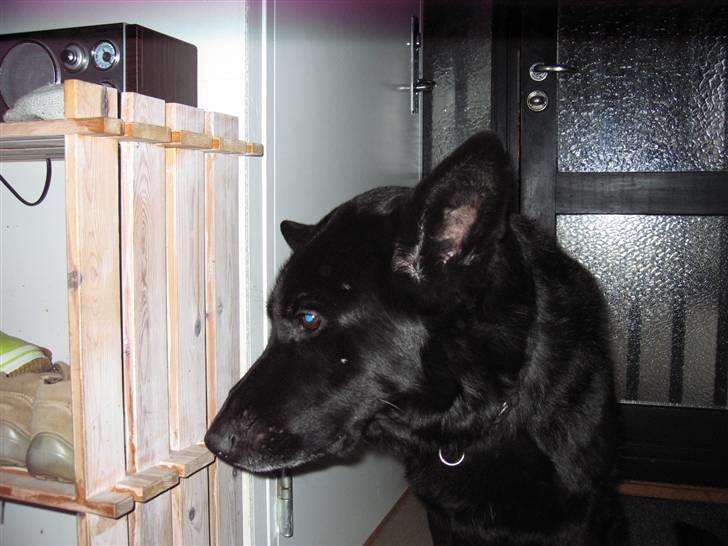 Schæferhund Isi <3 R.I.P ;´/ billede 3