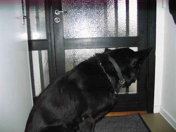 Schæferhund Isi <3 R.I.P ;´/ billede 4