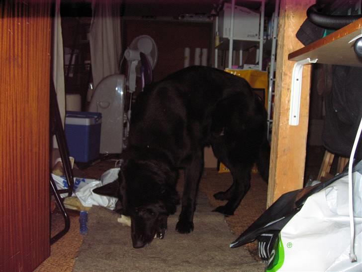 Schæferhund Isi <3 R.I.P ;´/ billede 5