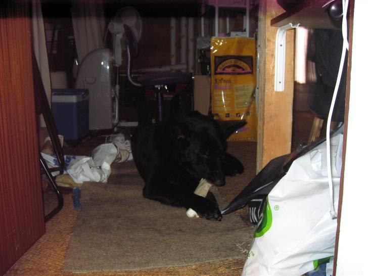 Schæferhund Isi <3 R.I.P ;´/ billede 6