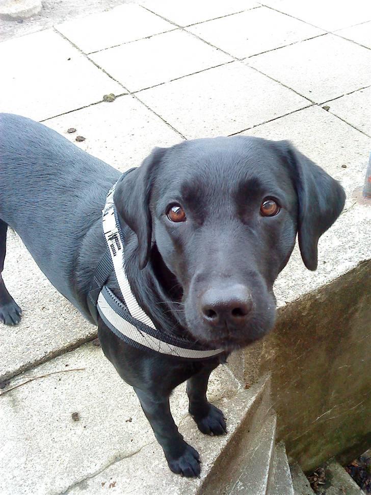 Labrador retriever Mille (MIN!) - Mille frisk og klar til træning ;D billede 1