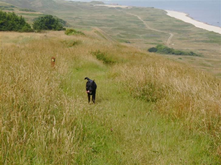 Labrador retriever Mille (MIN!) - Mille med på camping i nordjylland billede 3