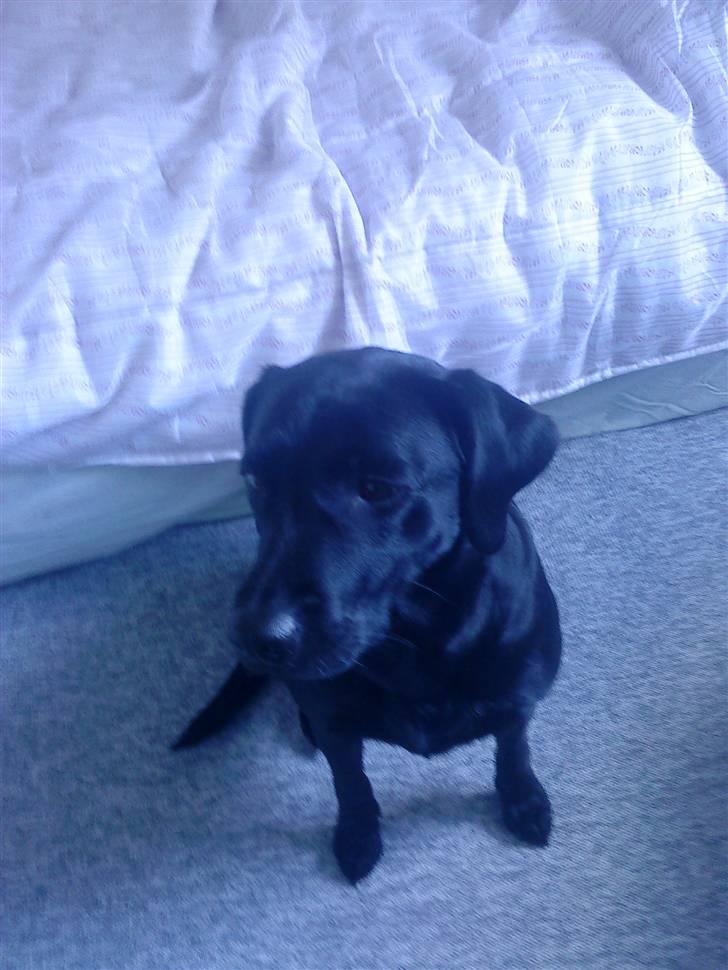 Labrador retriever Mille (MIN!) - mille "sidder" model :D billede 4