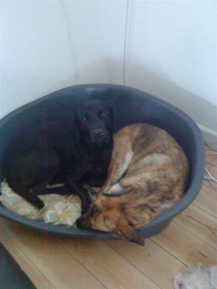 Labrador retriever Mille (MIN!) - Mille og halvsøsteren Smilla billede 5