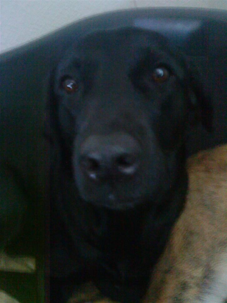 Labrador retriever Mille (MIN!) - skønne mille! billede 6