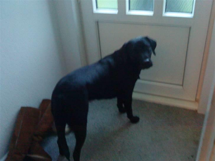 Labrador retriever Mille (MIN!) - "skal vi ud og gå nu?" :D billede 7