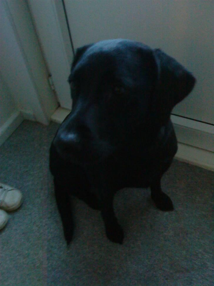 Labrador retriever Mille (MIN!) - orrrhh! skal jeg virkelig vente billede 8