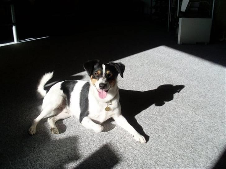 Jack russell terrier Vaks billede 1