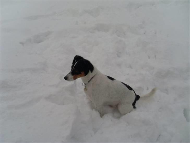 Jack russell terrier Vaks billede 2