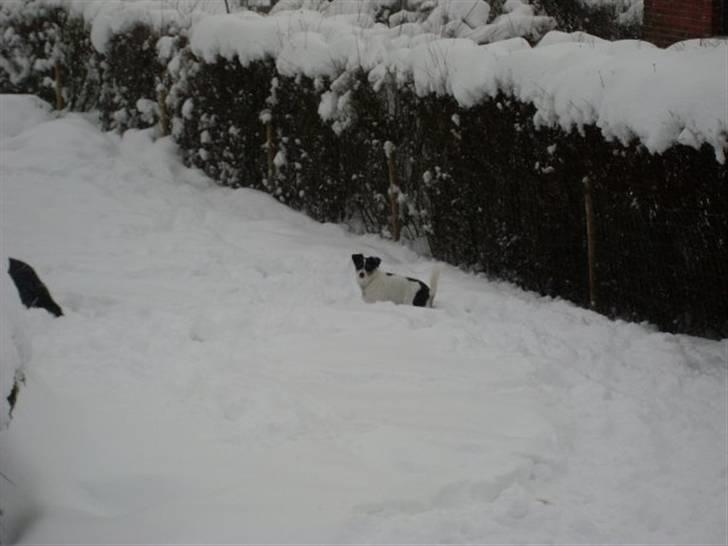 Jack russell terrier Vaks billede 3