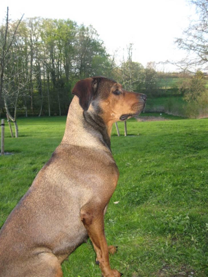 Blanding af racer Quila - På besøg hos min far på landet.  billede 19