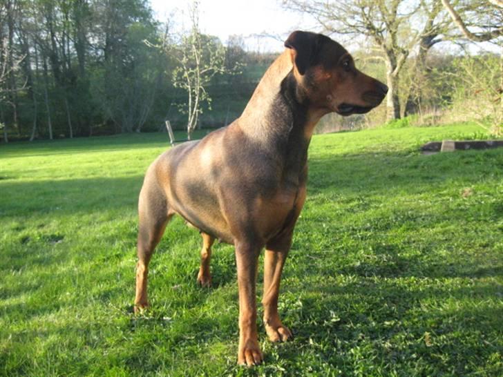 Blanding af racer Quila - Min gode ven Chikp, får en kommando, og jeg kigger opmærksomt på :) billede 21