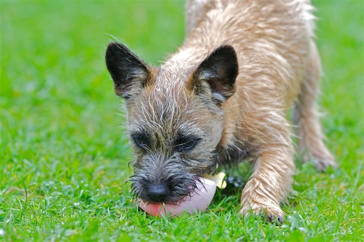 Cairn terrier Mysli billede 6