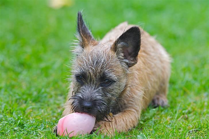 Cairn terrier Mysli billede 7