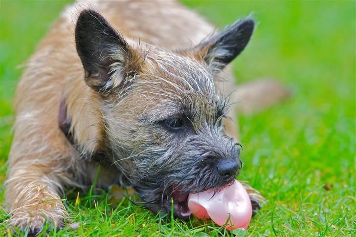 Cairn terrier Mysli billede 8