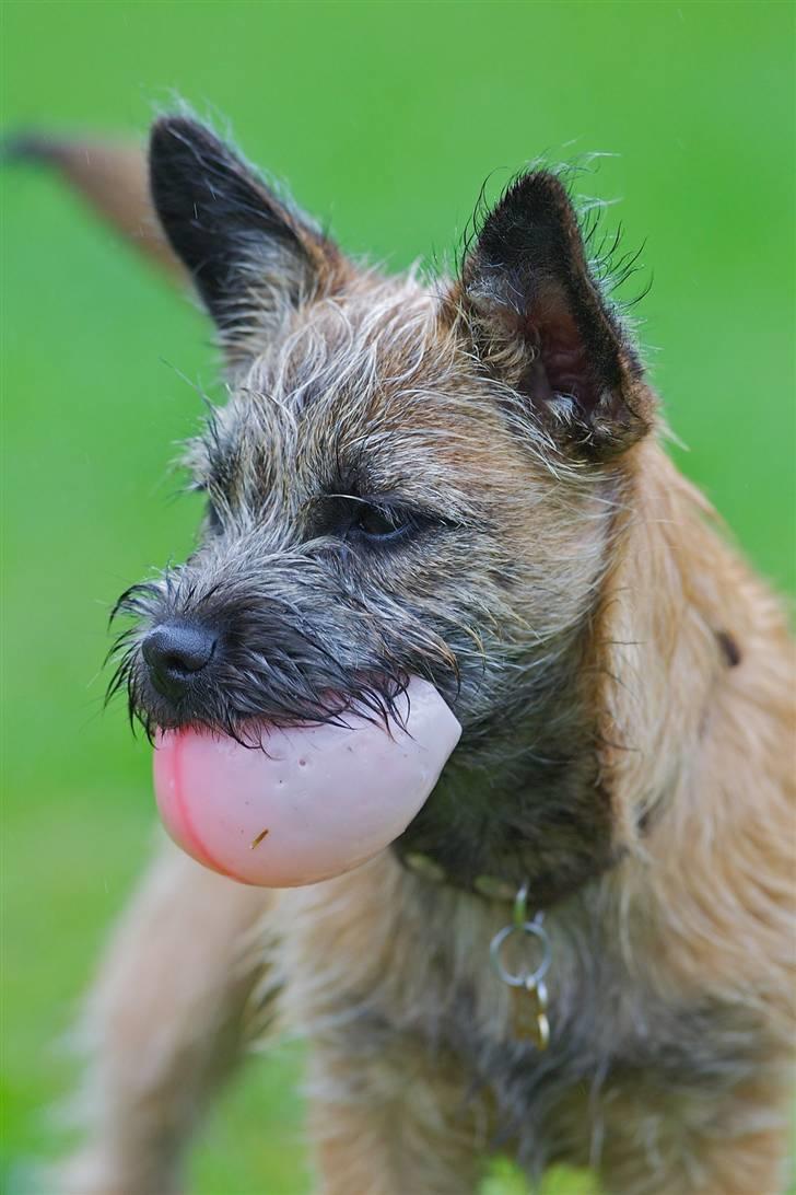 Cairn terrier Mysli billede 9