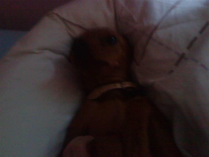 Dvaergpinscher Juno - "Helenes seng er så blød :D" billede 13