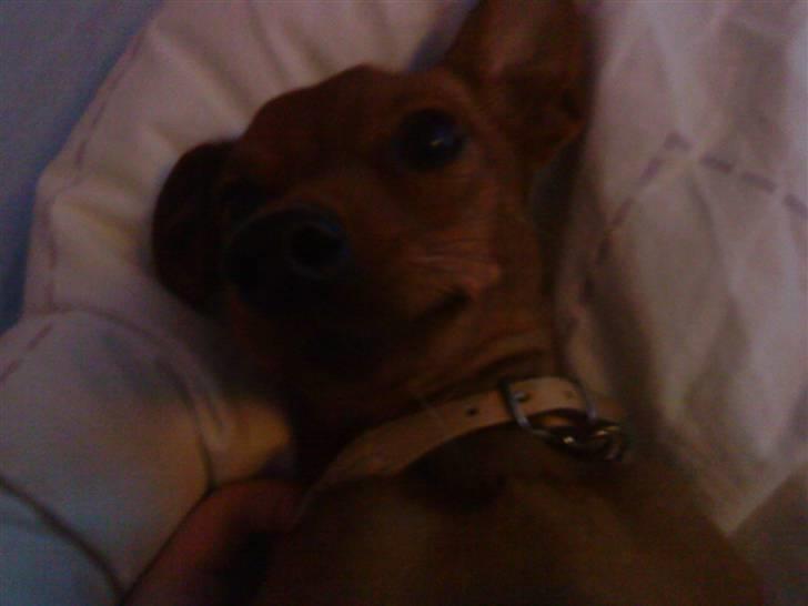 Dvaergpinscher Juno - "Er jeg ikke sød?" billede 14