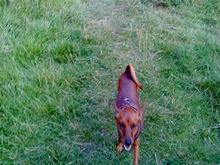 Dvaergpinscher Juno - "Jeg er her nede..." billede 15