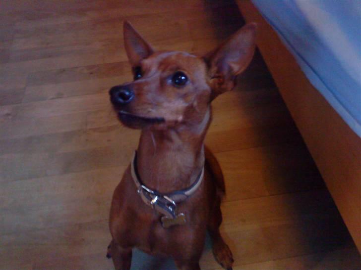 Dvaergpinscher Juno - "Har du en godbid til mig??" billede 16