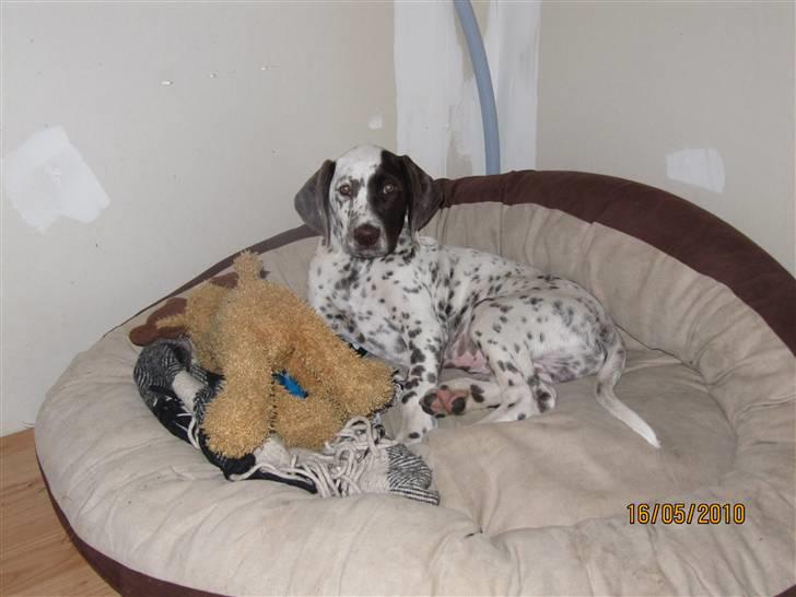 Dalmatiner Pongo - Pongo og hans ELSKEDE Elsdyr billede 3
