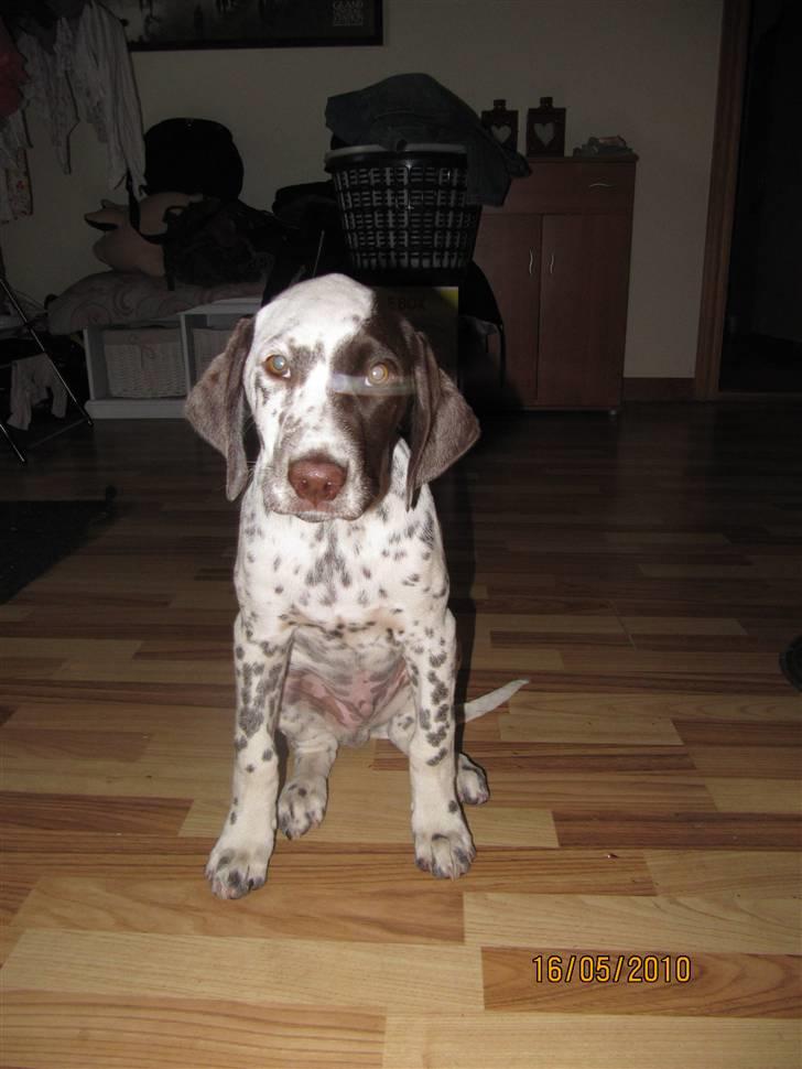 Dalmatiner Pongo - Hvorfor må jeg ikke komme med????? billede 4