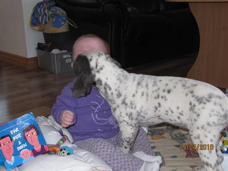 Dalmatiner Pongo - Pongo "snaver" med Isabella (vores datter på 8 måneder) billede 5