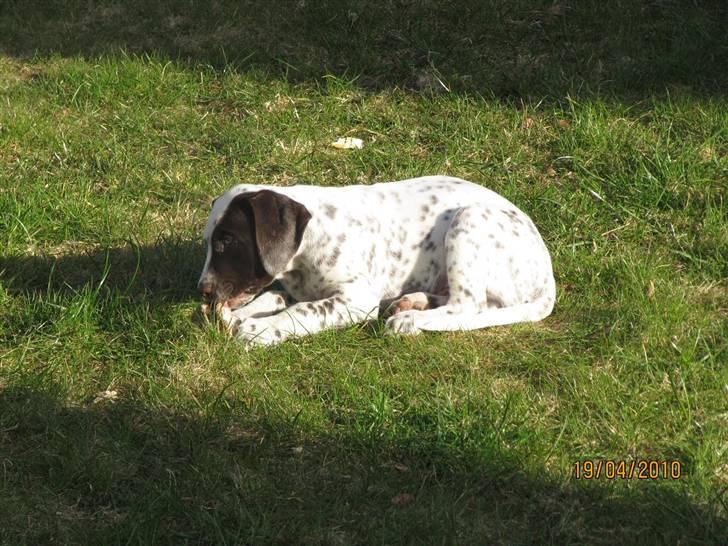 Dalmatiner Pongo - Pongo har stjålet Choppi´s kødben billede 6