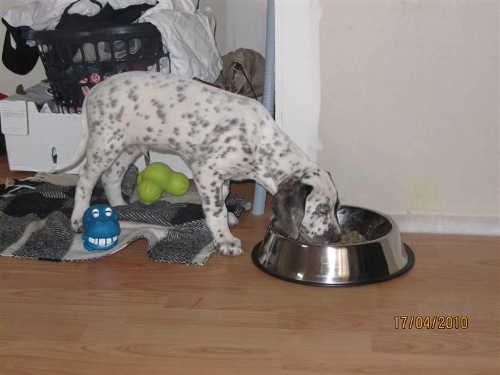 Dalmatiner Pongo - 1. måltid med Royal Canin SUPER mad synes ham billede 7