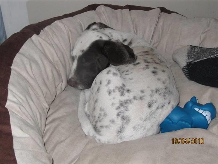 Dalmatiner Pongo - 2 måneder gammel og lige fået sin egen kurv. DEN ER SUPER billede 8