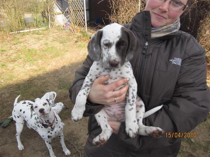 Dalmatiner Pongo - Pongo da vi var ovre at se ham første gang. Mor er i baggrunden, billede 9