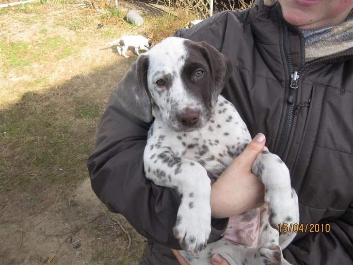 Dalmatiner Pongo - NUSSER HOVED billede 10