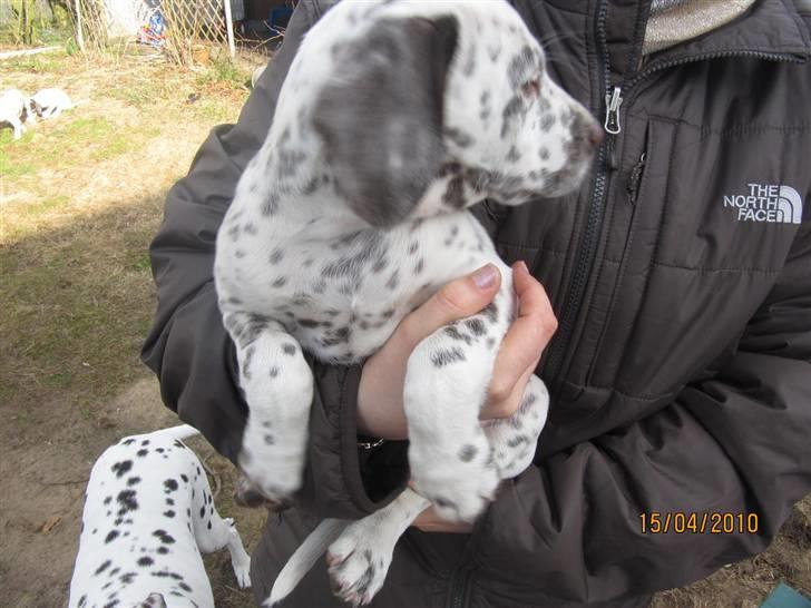 Dalmatiner Pongo - Han er da bare super sød. billede 11
