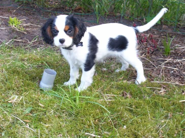 Cavalier king charles spaniel Naya billede 1