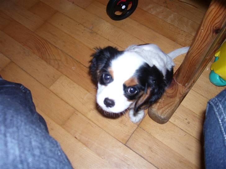 Cavalier king charles spaniel Naya billede 2
