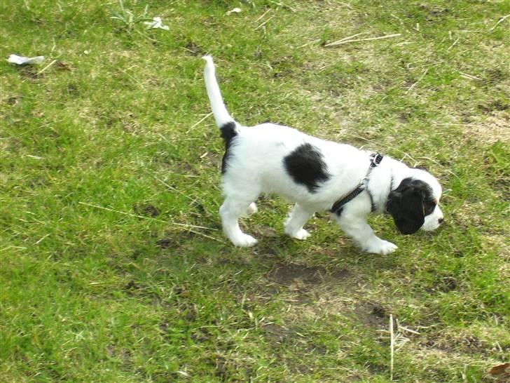 Cavalier king charles spaniel Naya billede 3