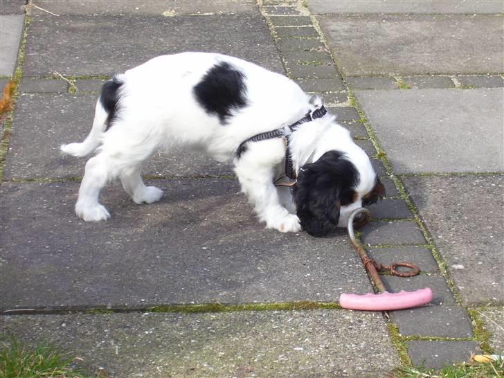 Cavalier king charles spaniel Naya billede 4