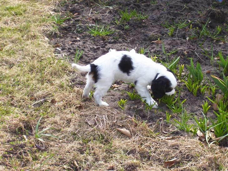 Cavalier king charles spaniel Naya billede 5
