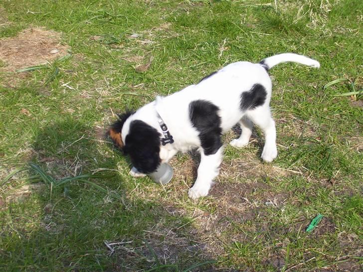 Cavalier king charles spaniel Naya billede 6