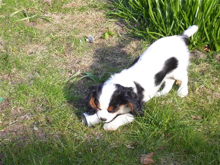 Cavalier king charles spaniel Naya billede 7