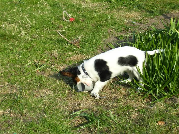 Cavalier king charles spaniel Naya billede 8