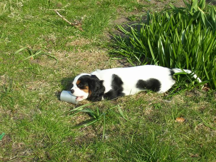 Cavalier king charles spaniel Naya billede 9