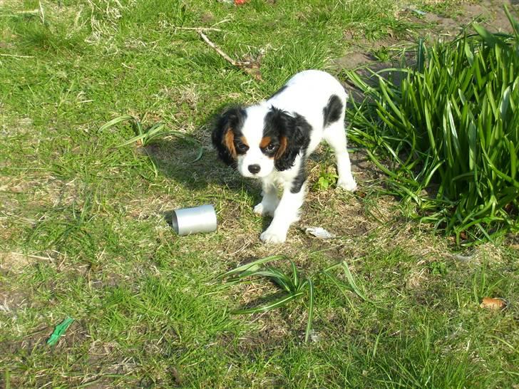 Cavalier king charles spaniel Naya billede 10